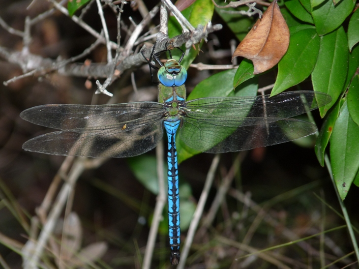 Anax imperator